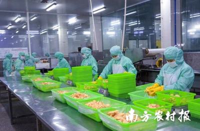 面包蝦、鳳尾蝦.年產量超2500噸!電白喊你來嘗對蝦預制菜